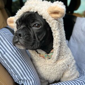 “Woof” in Sheep’s Clothing - Pet Costume, Size Large